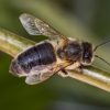 Vakarinė medunešė bitė - Apis mellifera carnica | Fotografijos autorius : Kazimieras Martinaitis | © Macronature.eu | Macro photography web site