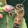 Vakarinė medunešė bitė / Naminė bitė - Apis mellifera | Fotografijos autorius : Gintautas Steiblys | © Macronature.eu | Macro photography web site
