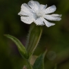 White campion - Silene latifolia | Fotografijos autorius : Žilvinas Pūtys | © Macronature.eu | Macro photography web site