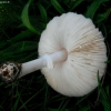 White dapperling - Leucoagaricus leucothites | Fotografijos autorius : Aleksandras Stabrauskas | © Macronature.eu | Macro photography web site