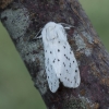 White ermine – Spilosoma lubricipeda | Fotografijos autorius : Giedrius Markevičius | © Macronature.eu | Macro photography web site