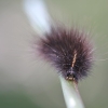 White ermine - Spilosoma lubricipeda, caterpillar | Fotografijos autorius : Agnė Našlėnienė | © Macronature.eu | Macro photography web site