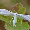 Baltasis pirštasparnis - Pterophorus pentadactyla | Fotografijos autorius : Kazimieras Martinaitis | © Macronature.eu | Macro photography web site