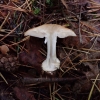 White webcap - Leucocortinarius bulbiger | Fotografijos autorius : Vitalij Drozdov | © Macronature.eu | Macro photography web site