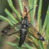 White-barred Clearwing Moth - Synanthedon spheciformis | Fotografijos autorius : Gintautas Steiblys | © Macronature.eu | Macro photography web site