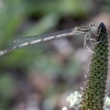 Baltakojė strėliukė - Platycnemis pennipes ♀ | Fotografijos autorius : Žilvinas Pūtys | © Macronature.eu | Macro photography web site