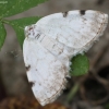 Dvitaškis balsvasprindis - Lomographa bimaculata | Fotografijos autorius : Vytautas Gluoksnis | © Macrogamta.lt | Šis tinklapis priklauso bendruomenei kuri domisi makro fotografija ir fotografuoja gyvąjį makro pasaulį.