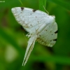 White-pinion Spotted - Lomographa bimaculata | Fotografijos autorius : Romas Ferenca | © Macronature.eu | Macro photography web site