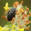 White-spotted Rose Beetle - Oxythyrea funesta  | Fotografijos autorius : Vidas Brazauskas | © Macronature.eu | Macro photography web site