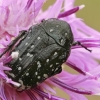 White-spotted Rose Beetle - Oxythyrea funesta | Fotografijos autorius : Gintautas Steiblys | © Macronature.eu | Macro photography web site