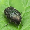 White-spotted Rose Beetle - Oxythyrea funesta | Fotografijos autorius : Vidas Brazauskas | © Macronature.eu | Macro photography web site