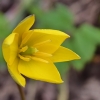Wild tulip - Tulipa sylvestris | Fotografijos autorius : Nomeda Vėlavičienė | © Macronature.eu | Macro photography web site