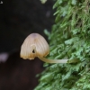 Winter bonnet - Phloeomana hiemalis | Fotografijos autorius : Vytautas Gluoksnis | © Macronature.eu | Macro photography web site