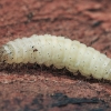 Wintering caterpillar of Snout moth - Anania sp. | Fotografijos autorius : Gintautas Steiblys | © Macronature.eu | Macro photography web site