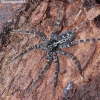 Wolf Spider - Acantholycosa lignaria  | Fotografijos autorius : Algirdas Vilkas | © Macronature.eu | Macro photography web site