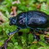 Woodland Dor Beetle | Geotrupes stercorosus | Fotografijos autorius : Darius Baužys | © Macrogamta.lt | Šis tinklapis priklauso bendruomenei kuri domisi makro fotografija ir fotografuoja gyvąjį makro pasaulį.