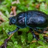 Miškinis mėšlavabalis | Anoplotrupes stercorosus | Fotografijos autorius : Darius Baužys | © Macrogamta.lt | Šis tinklapis priklauso bendruomenei kuri domisi makro fotografija ir fotografuoja gyvąjį makro pasaulį.