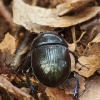 Woodland Dor Beetle - Anoplotrupes stercorosus | Fotografijos autorius : Vidas Brazauskas | © Macronature.eu | Macro photography web site