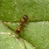 Woodland Red Ant - Myrmica ruginodis | Fotografijos autorius : Kazimieras Martinaitis | © Macronature.eu | Macro photography web site