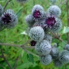 Paprastoji varnalėša - Arctium tomentosum | Fotografijos autorius : Aleksandras Stabrauskas | © Macronature.eu | Macro photography web site