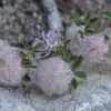 Woolly clover - Trifolium tomentosum | Fotografijos autorius : Žilvinas Pūtys | © Macronature.eu | Macro photography web site