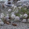 Woolly clover - Trifolium tomentosum | Fotografijos autorius : Žilvinas Pūtys | © Macronature.eu | Macro photography web site