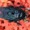 Plačiakojė bitė-dailidė - Xylocopa latipes | Fotografijos autorius : Deividas Makavičius | © Macrogamta.lt | Šis tinklapis priklauso bendruomenei kuri domisi makro fotografija ir fotografuoja gyvąjį makro pasaulį.