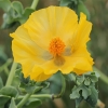 Yellow Horned-poppy - Glaucium flavum | Fotografijos autorius : Gintautas Steiblys | © Macronature.eu | Macro photography web site
