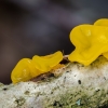 Yellow brain | Tremella mesenterica | Fotografijos autorius : Darius Baužys | © Macronature.eu | Macro photography web site