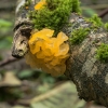 Yellow brain mushroom | Fotografijos autorius : Saulius Drazdauskas | © Macronature.eu | Macro photography web site