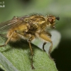 Geltonoji mėšlamusė - Scathophaga stercoraria | Fotografijos autorius : Vilius Grigaliūnas | © Macronature.eu | Macro photography web site