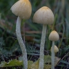 Yellow fieldcap - Bolbitius titubans | Fotografijos autorius : Žilvinas Pūtys | © Macronature.eu | Macro photography web site