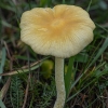 Yellow fieldcap - Bolbitius titubans | Fotografijos autorius : Žilvinas Pūtys | © Macronature.eu | Macro photography web site