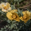 Yellow Horned-poppy - Glaucium flavum | Fotografijos autorius : Žilvinas Pūtys | © Macronature.eu | Macro photography web site