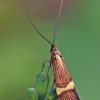 Auksadryžė ilgaūsė makštinė kandis - Nemophora degeerella | Fotografijos autorius : Gintautas Steiblys | © Macronature.eu | Macro photography web site