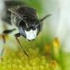 Yellow-faced Bee - Hylaeus sp. | Fotografijos autorius : Vidas Brazauskas | © Macronature.eu | Macro photography web site