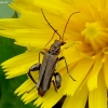 Yellow-legged Thick-legged flower beetle - Oedemera flavipes  | Fotografijos autorius : Romas Ferenca | © Macronature.eu | Macro photography web site