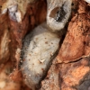 Geltonuodegis verpikas, vikšras - Sphrageidus similis | Fotografijos autorius : Ramunė Vakarė | © Macronature.eu | Macro photography web site