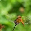 Yellow-winged Darter - Sympetrum flaveolum | Fotografijos autorius : Vidas Brazauskas | © Macronature.eu | Macro photography web site