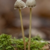 Yellowleg Bonnet - Mycena epipterygia | Fotografijos autorius : Žilvinas Pūtys | © Macronature.eu | Macro photography web site