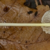 Yellowleg Bonnet - Mycena epipterygia | Fotografijos autorius : Žilvinas Pūtys | © Macronature.eu | Macro photography web site