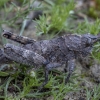 Yersin's stone grasshopper - Orchamus yersini ♀ | Fotografijos autorius : Žilvinas Pūtys | © Macronature.eu | Macro photography web site