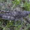 Yersin's stone grasshopper - Orchamus yersini ♀ | Fotografijos autorius : Žilvinas Pūtys | © Macronature.eu | Macro photography web site