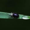 Lapinukas  - Phyllobius sp. | Fotografijos autorius : Irenėjas Urbonavičius | © Macrogamta.lt | Šis tinklapis priklauso bendruomenei kuri domisi makro fotografija ir fotografuoja gyvąjį makro pasaulį.