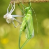 Tettigoniidae - Žiogas | Fotografijos autorius : Alma Totorytė | © Macrogamta.lt | Šis tinklapis priklauso bendruomenei kuri domisi makro fotografija ir fotografuoja gyvąjį makro pasaulį.