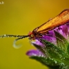 Buožaininė ilgaūsė makštinė kandis - Nemophora metallica | Fotografijos autorius : Lukas Jonaitis | © Macrogamta.lt | Šis tinklapis priklauso bendruomenei kuri domisi makro fotografija ir fotografuoja gyvąjį makro pasaulį.