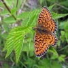 Pelkinis perlinukas - Boloria eunomia | Fotografijos autorius : Giedrius Švitra | © Macrogamta.lt | Šis tinklapis priklauso bendruomenei kuri domisi makro fotografija ir fotografuoja gyvąjį makro pasaulį.