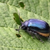 Agelastica alni - Mėlynasis alksniagraužis | Fotografijos autorius : Valdimantas Grigonis | © Macrogamta.lt | Šis tinklapis priklauso bendruomenei kuri domisi makro fotografija ir fotografuoja gyvąjį makro pasaulį.