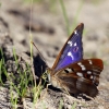 Apatura ilia - Puošnioji vaiva | Fotografijos autorius : Valdimantas Grigonis | © Macrogamta.lt | Šis tinklapis priklauso bendruomenei kuri domisi makro fotografija ir fotografuoja gyvąjį makro pasaulį.