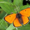 Didysis auksinukas - Lycaena dispar  | Fotografijos autorius : Valdimantas Grigonis | © Macrogamta.lt | Šis tinklapis priklauso bendruomenei kuri domisi makro fotografija ir fotografuoja gyvąjį makro pasaulį.